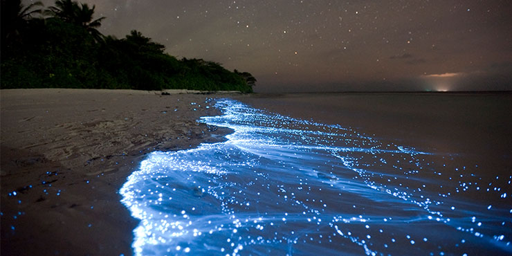 Magical Beach That Lights Up At Night – Located In The Maldives